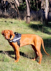 A dog standing in a grassy area wearing a harness