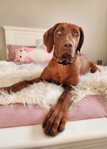 A dog lying on a bed