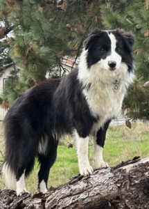 A dog standing on a log