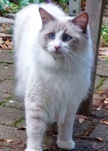 A cat standing on a brick surface