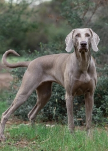 A dog standing in the grass