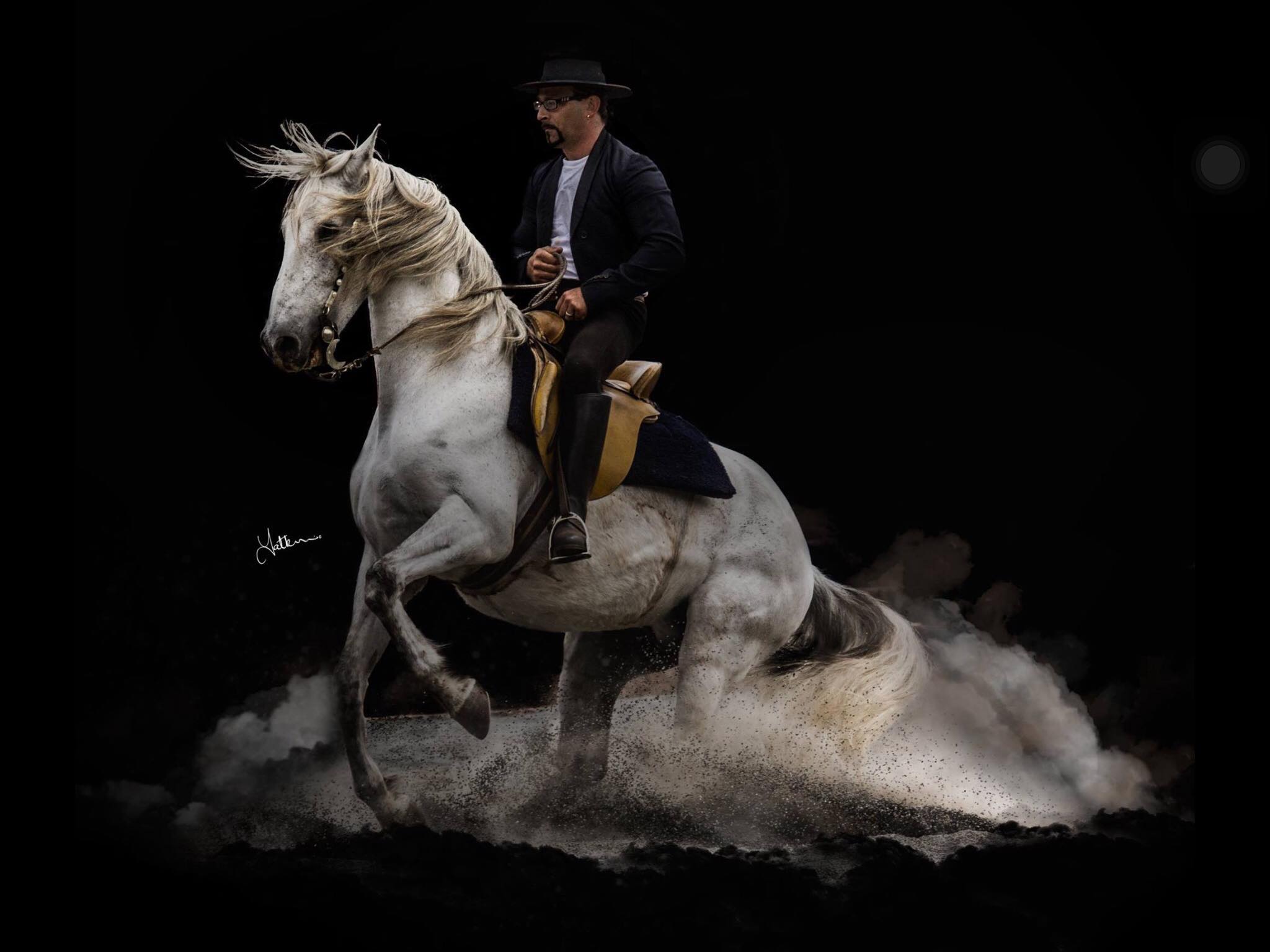 PACO - SPANISH ANDALUSIAN
