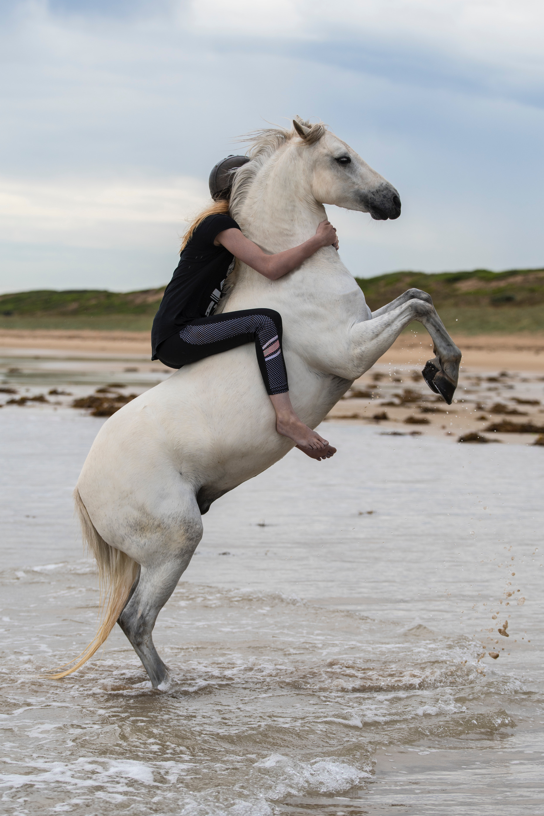 HUGO - 13.2 WELSH X COB