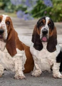 Two dogs sitting on a path