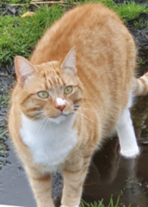 A cat standing in a puddle