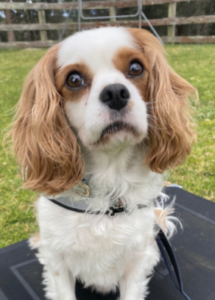 A dog with long ears