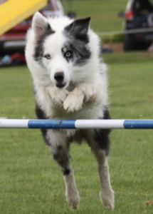A dog jumping over a hurdle