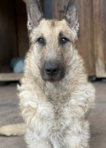 A dog sitting on the ground