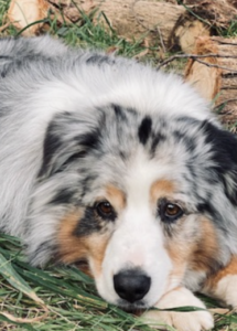 A dog lying in the grass