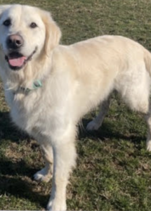 A dog standing on grass