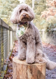 A dog sitting on a stump