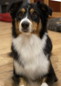 A dog sitting on the floor