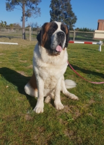 A dog standing on grass