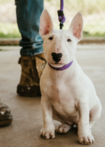 A white dog with a purple leash