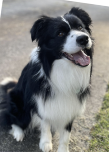 A black and white dog sitting on the ground