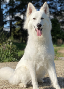 A white dog sitting on the ground