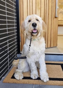 A dog sitting on a door mat with a leash