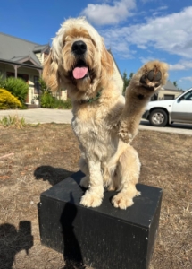 A dog standing on a black box