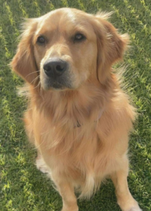 A dog sitting on grass