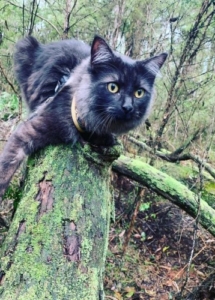 A cat lying on a tree stump