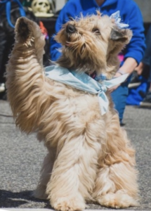 A dog with a blue scarf on its neck