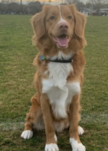 A dog sitting on grass