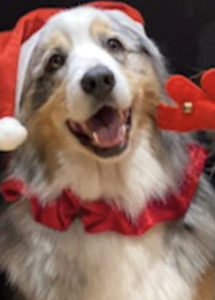 A dog wearing a Santa hat and red ruffles
