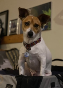 A dog sitting on a bed