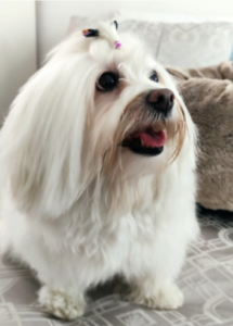 A white dog with a pink bow on its head