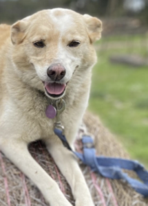 A dog lying on a hay bale