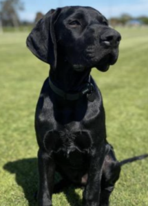 A black dog sitting on grass