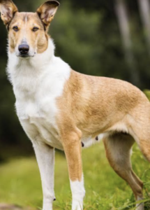 A dog standing in the grass