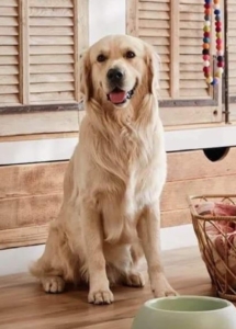 A dog sitting on the floor