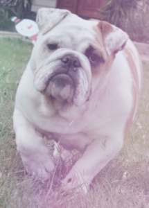 A dog running in the grass