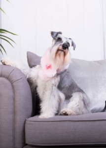 A dog sitting on a couch