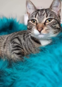 A cat lying on a blue blanket