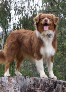 A dog standing on a tree stump