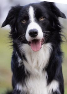 A black and white dog with its tongue out