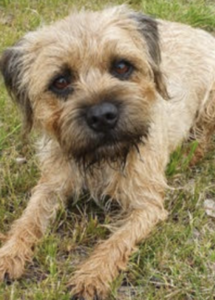 A dog lying in the grass