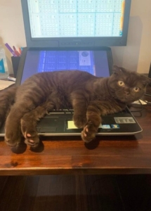 A cat lying on a computer