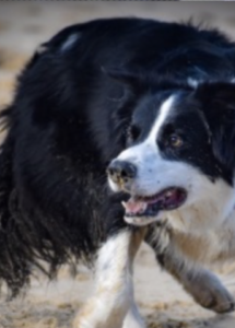 A dog running on sand