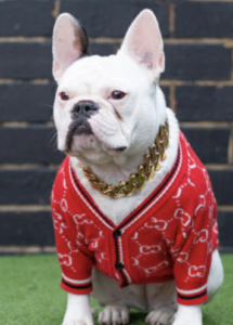 A dog wearing a red sweater