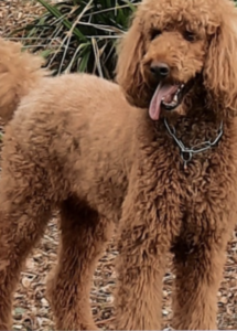 A brown fluffy dog standing outside with its tongue out