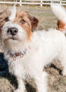 A white and brown dog standing on grass