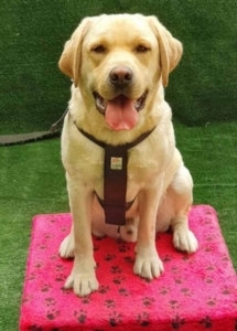 A dog sitting on a pink blanket