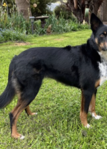 A dog standing in a yard