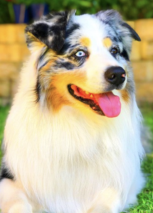 A dog lying on grass