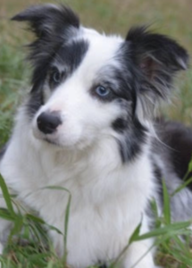 A dog lying in the grass