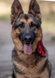 A dog with a red bow tie