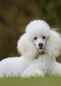 KENZIE - MINIATURE POODLE